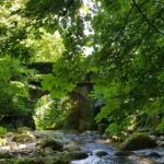 Forêts toutes proches