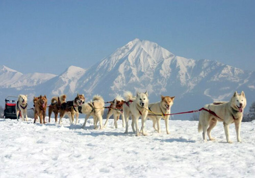 Balades chiens de traîneau le clos de la vallée blanche en Belledonne