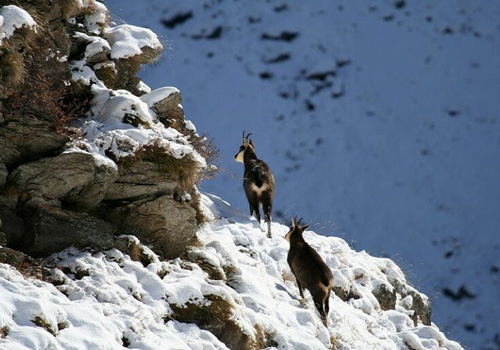 Randonnées en Chartreuse ou Belledonne