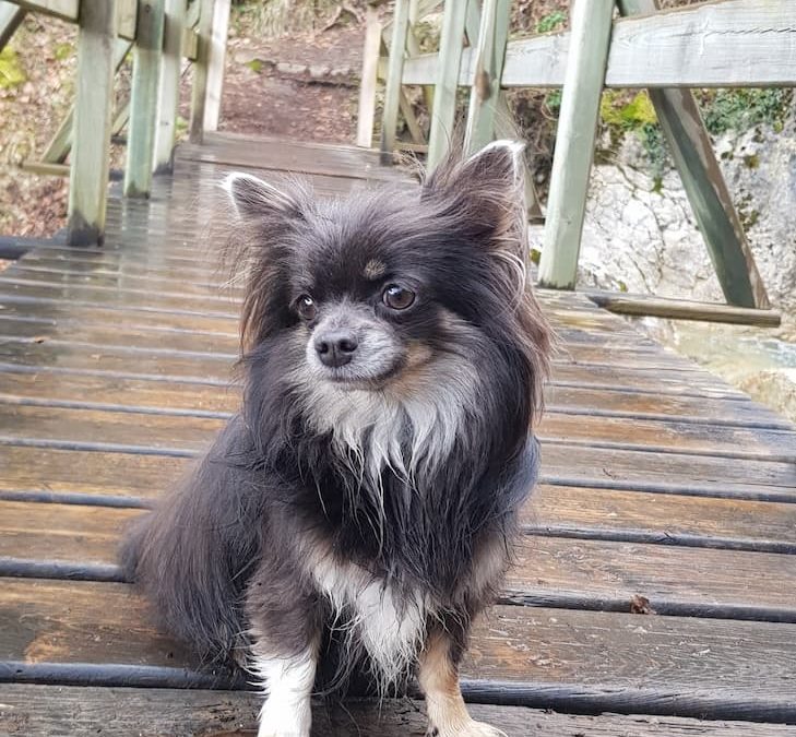 Balade des 2 passerelles : entre cascades, forêt et rivières depuis les Gîtes de Calistane