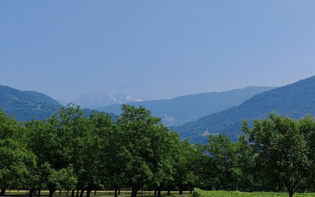 🌳 La plaine des Noyers : un havre de liberté pour vos chiens, à deux pas des Gîtes de Calistane !