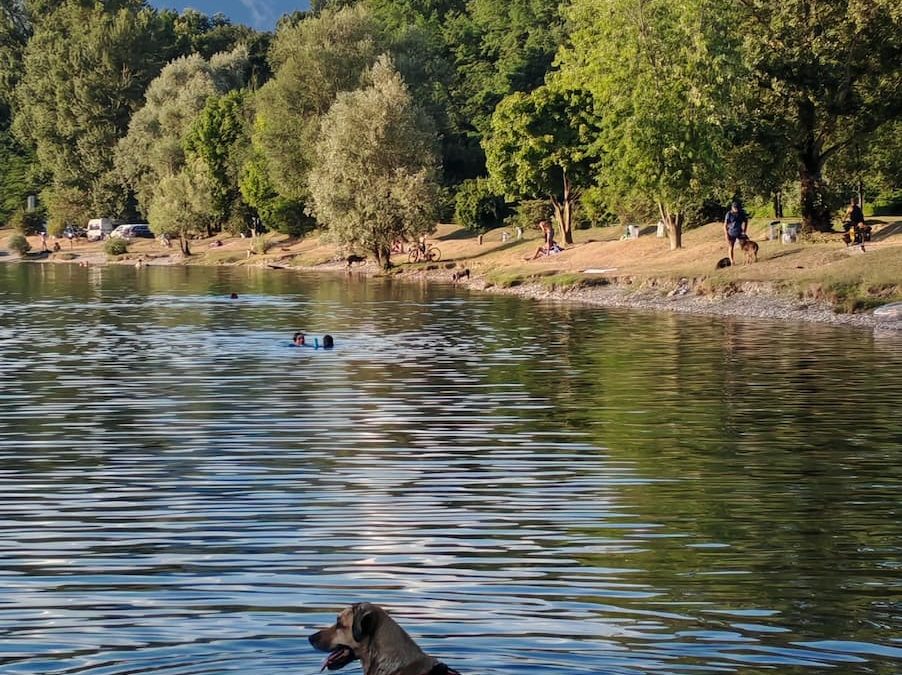 🐾🌞 Plan d’eau des Lônes : baignade, balade et détente pour vous et vos chiens